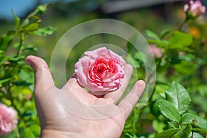 Hand holding pink rose with green leaves is blooming