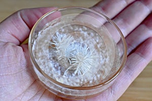 Hand Holding Pinning White Lion`s Mane Fungi on Glass Dish photo