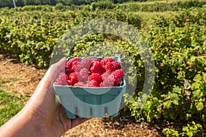 Hand holding a pint of raspberries