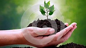 Hand holding plant growing on a fertile soil