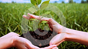 Hand holding plant growing on a fertile soil