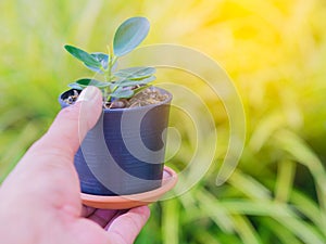 Hand is holding a plant in pot. yellow foliage background.