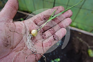 A hand holding a plant with a small yellow bulb