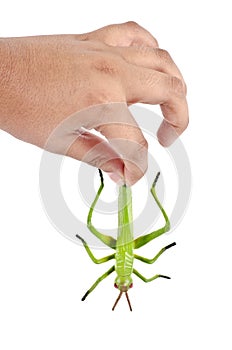 A hand holding plastic toy grasshopper insect
