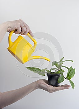 Hand holding plastic watering can and flowers in pot on a white background. a woman`s hand sprays flowers in a pot. Woman hands