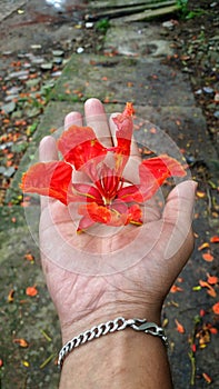 Hand holding a Poinciana regia or Delonix regia flower. The most common names are: royal poinciana, flamboyant, acacia rubra,