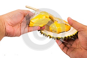 Hand holding a portion of durian husk with its ripe and soft aromatic and delicious flesh