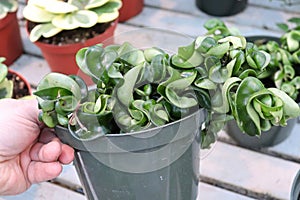 A hand holding a pot with a Hindu Rope Hoya