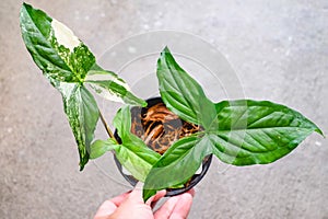 Hand holding a pot of Homalomena lindenii (Rodigas) Lind.Top view.