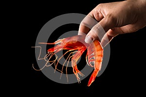 Hand holding prawn