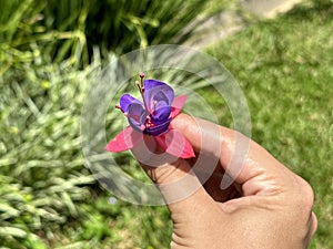 Hand holding a purple flower photo