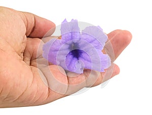 Hand Holding Purple Ruellia Tuberosa or Minnieroot Flower