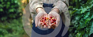 hand holding raw coffee red bean In farm