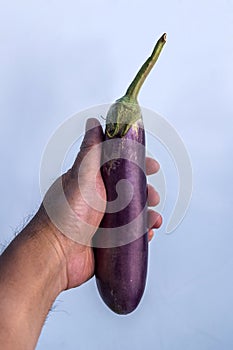 Hand holding raw eggplant vegetable