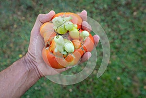 Hand holding raw flawed tomato over green photo