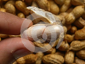 Hand holding raw peanut