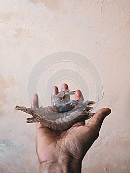 Hand holding raw shrimp against a cream colored wall background