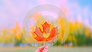 Hand holding red autumn heart shape maple dry leaf closeup. beauty in park. Nature change mood. Gold tree yellow orange