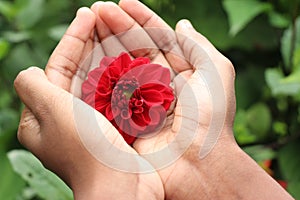 Hand holding red blooming dahlia flower that shows concept of protecting flowers and nature