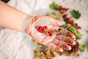 Hand holding red currant berries