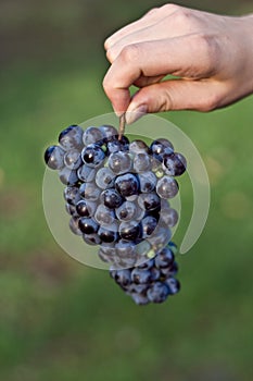 Hand holding red grape cluster