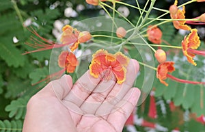 Hand Holding Red Peacock Flowers on Tree