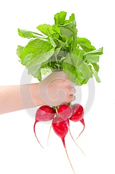 Hand holding red radish bunch