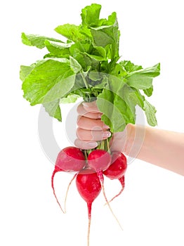 Hand holding red radish bunch