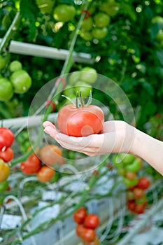 Hand Holding Red Ripe Tomato Grown in Greenhouse