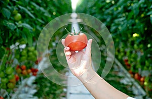 Hand Holding Red Ripe Tomato Grown in Greenhouse