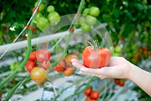 Hand Holding Red Ripe Tomato Grown in Greenhouse