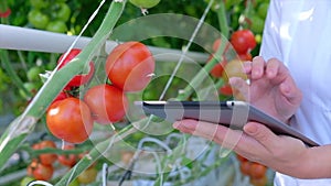 Hand Holding Red Ripe Tomato Grown in Greenhouse