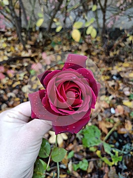 Hand holding the red rose flower with raindrops