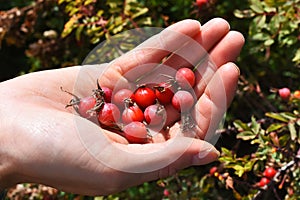 Hand Holding Red Wild Rose Hips