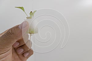 Hand holding reen Oak Lettuce Hydroponic