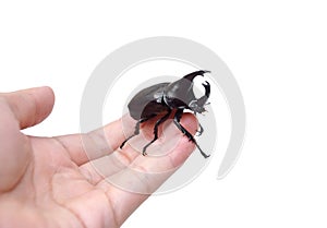 Hand holding a rhinoceros beetle