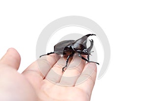 Hand holding a rhinoceros beetle