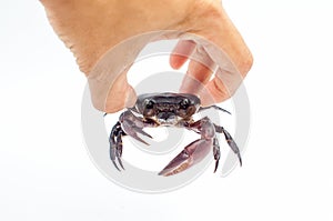 Hand holding rice field crab on white background