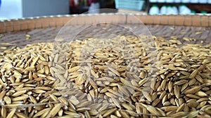 Hand holding rice paddy on the bamboo tray