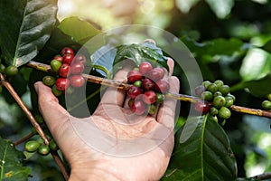 Hand holding ripe coffee bean,Worker harvest Arabica Coffee Bean from coffee Tree