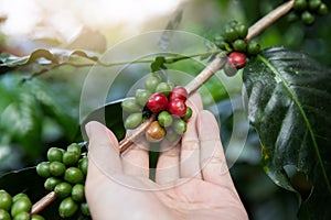 Hand holding ripe coffee bean,Worker harvest Arabica Coffee Bean from coffee Tree