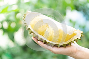 Hand holding ripe durian tropical fruit green nature background
