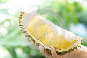 Hand holding ripe durian tropical fruit green nature background