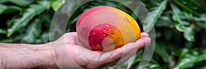 Hand holding ripe mango with mango selection on blurred background, copy space available