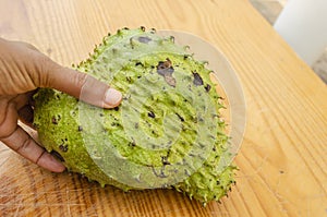 Hand Holding Ripe Soursop Fruit