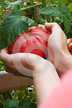 Hand Holding RipeTomatoe