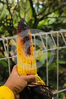 Hand holding roasted sweet corn or jagung bakar manis that slightly burnt