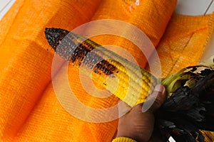 Hand holding roasted sweet corn or jagung bakar manis that slightly burnt that is ready to eat