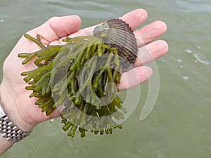 Hand holding rock with green fleece seaweed attached