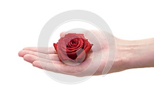 Hand holding rosebud